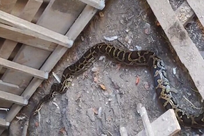 В курятник к жителям Бучи заполз питон