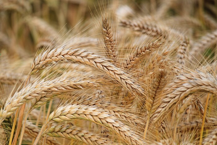 Украинцам рассказали, сколько зерна уже собрано в Украине