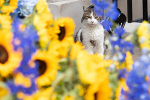 Резиденция британского премьера украшена цветами украинского флага (фото)