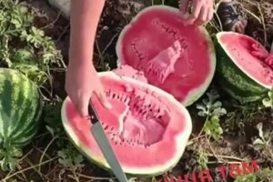 Ножем по серцю: на окупованій Херсонщині кавуни пропадають на полях (відео)