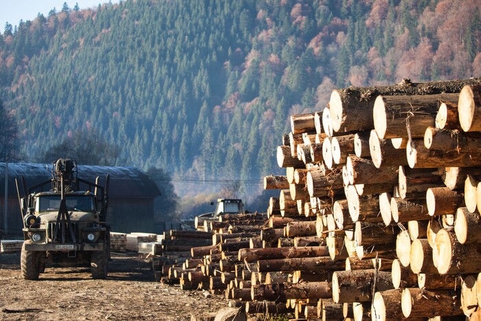 Українські ліси – у приватні руки? Уряд під час війни підготував скандальне рішення