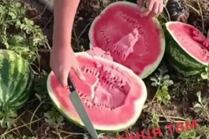 Ножом по сердцу: на оккупированной Херсонщине арбузы пропадают на полях (видео)