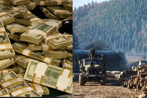 Украинские леса – в частные руки? Правительство во время войны подготовило скандальное решение
