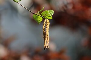26 августа: какой сегодня праздник, приметы и запреты