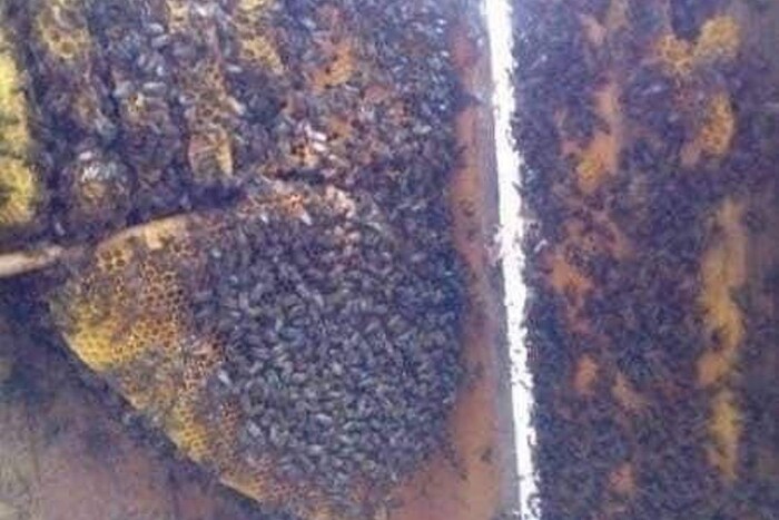 Бджолиний рій утік від війни та прибився до казарми українських військових