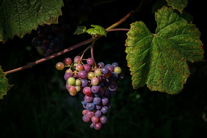 Белый или красный: какой виноград самый полезный и кому нельзя его есть