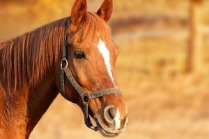 31 августа: какой сегодня праздник, приметы и запреты