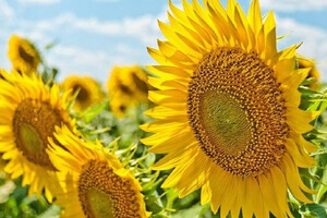 В Україні святкують День нотаріату