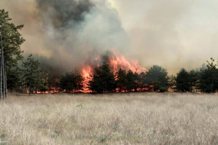 На Сумщині після обстрілу рашистів загорівся ліс. Пожежа перекинулася на позиції ворога