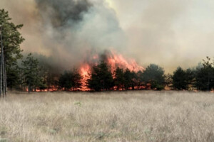 Через обстріли окупантів на Сумщині загорівся ліс