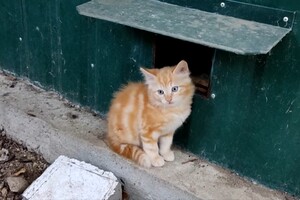 Котик-бандерівець замилував соцмережі (відео)