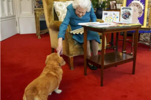 Стала відома подальша доля коргі королеви Єлизавети II