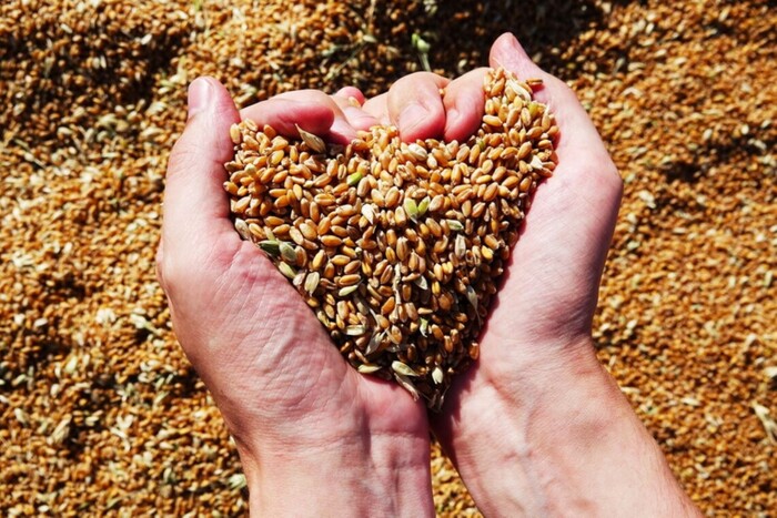 Через війну Україна втратила 40% врожаю ранніх зернових