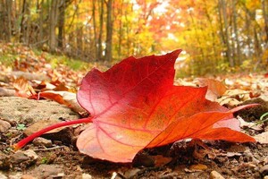 Мінлива хмарність та дощі: якою буде погода 14 вересня