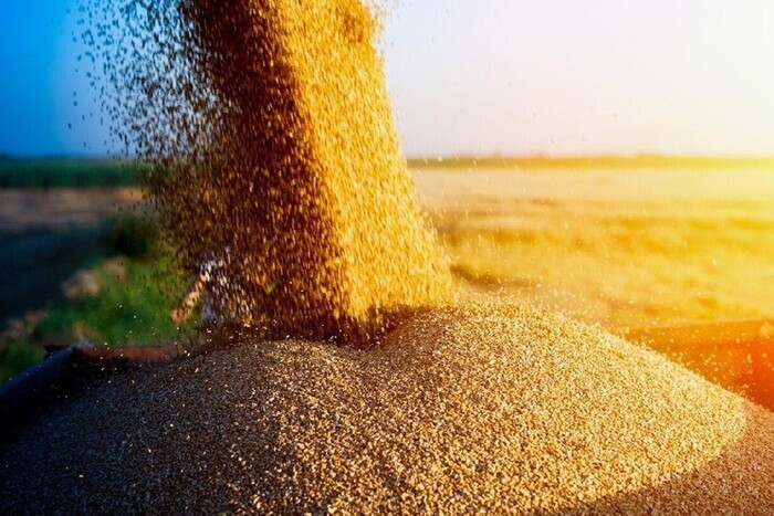 Стало известно, сколько украинского зерна украла Россия