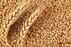 Україна безкоштовно надасть зерно країнам Африки, яким загрожує голод