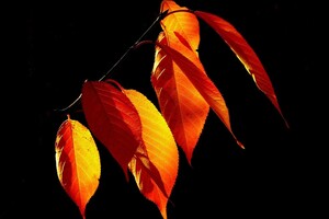 22 сентября: какой сегодня праздник в Украине, приметы и запреты