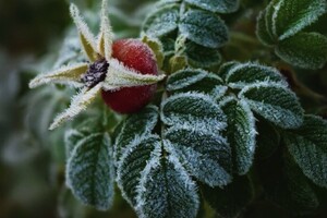 Синоптики попередили про заморозки в Україні