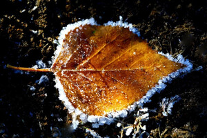 Синоптики предупредили о заморозках в Украине