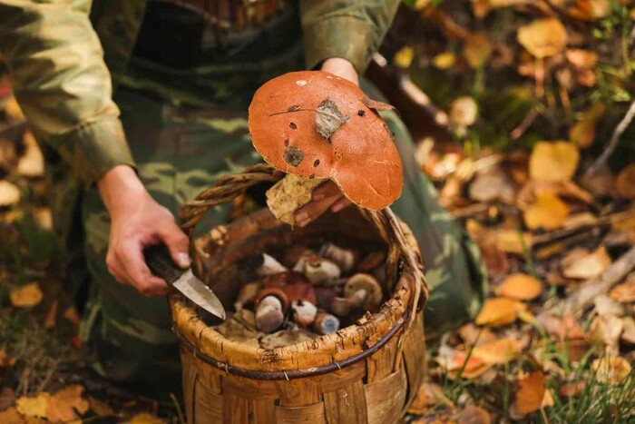 Жителям Київщини заборонено збирати гриби