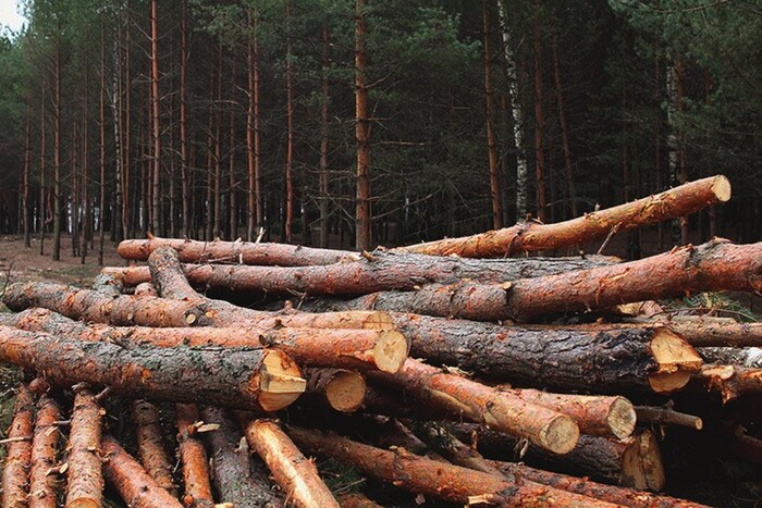Зеленський ввів у дію рішення РНБО про захист і використання лісів 