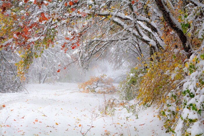 В Україні випаде сніг. Синоптики ошелешили прогнозом на жовтень