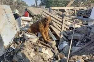 Пес сидить на руїнах будинку, де мешкали його господарі