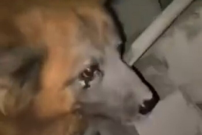 Пес плакав на руїнах будинку в Дніпрі. Це відео неможливо дивитися без сліз