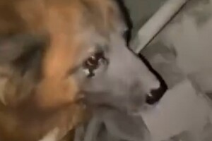 Собака Крим єдиний вижив після ракетного удару окупантів  