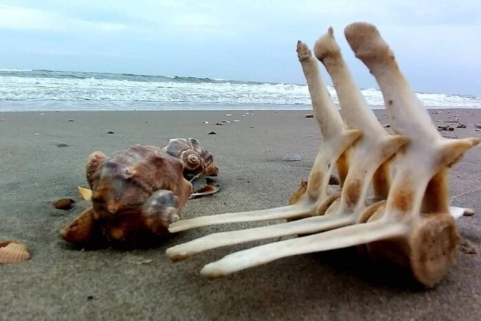 Російський екоцид. На одеське узбережжя винесло останки дельфінів (фото)