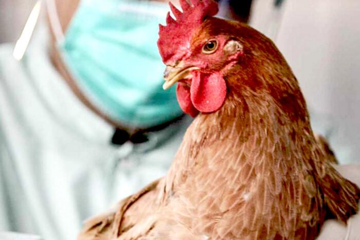 В Європі зафіксовано найбільший в історії спалах пташиного грипу