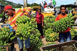 Росія для Еквадору є другим найбільшим покупцем бананів після Євросоюзу