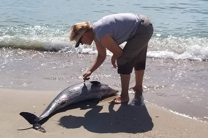 Російські кораблі вбили близько 50 тис. дельфінів у Чорному морі, – біолог