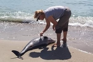 Дельфіни сліпнуть та потрапляють на міни
