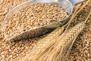 У світі різко зросли ціни на пшеницю після виходу РФ із зернової угоди