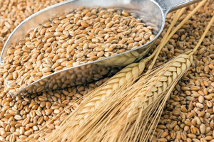 За три месяца Украина отгрузила зерновым коридором более 9 млн тонн зерна