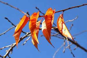 Листья с вишни не опали – зима еще долго не наступит