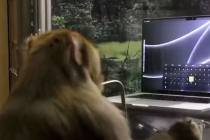 Мавпа силою думки друкує текст: Ілон Маск опублікував цікаве відео