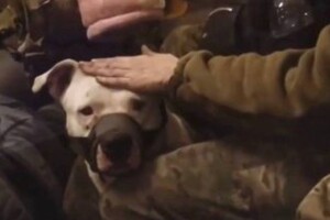 До України повернули пса з «Азовсталі», який нібито був у Кадирова