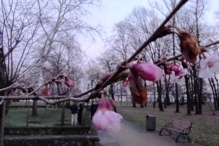 У Києві через аномально теплу погоду зацвіли сакури (фото)