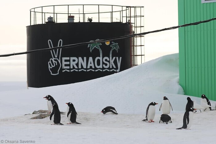 Украинскую станцию в Антарктиде окружают пингвины (видео)