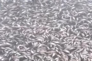 Екологічна ситуація у Дніпрі призводить до гибелі риби