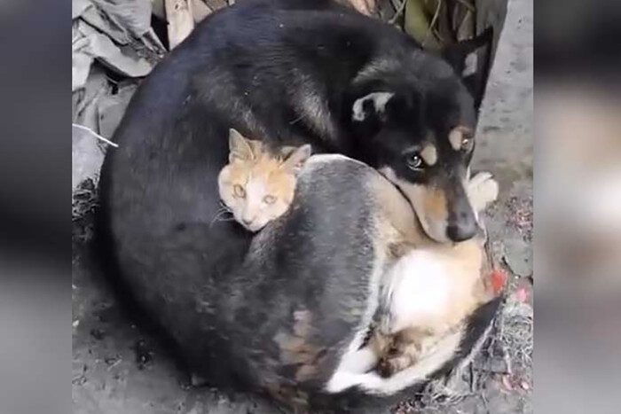 Кіт обіймає собаку. Зворушливі кадри після землетрусу в Туреччині 