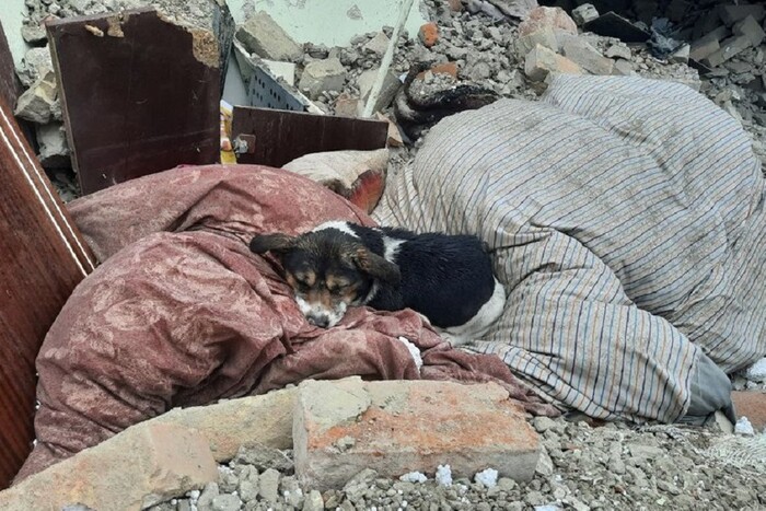 Собака спить на руїнах будинку. Російська ракета вбила його господарів (фото)