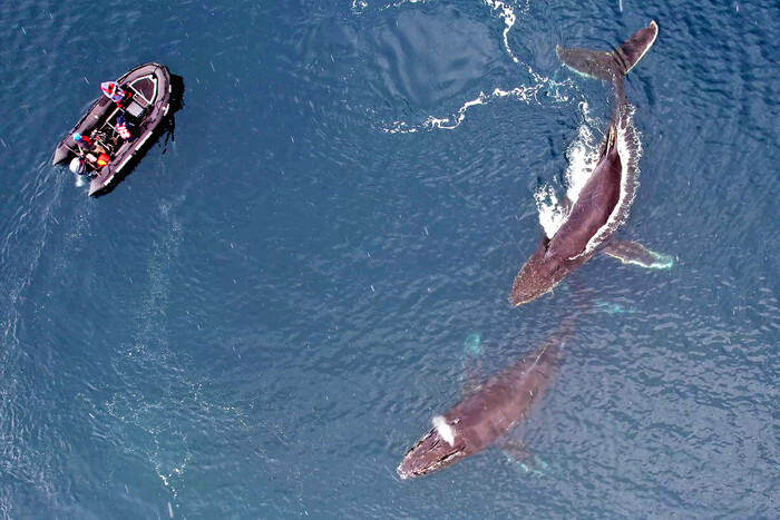 У мережі з’явилися рідкісні фото китів із дрона