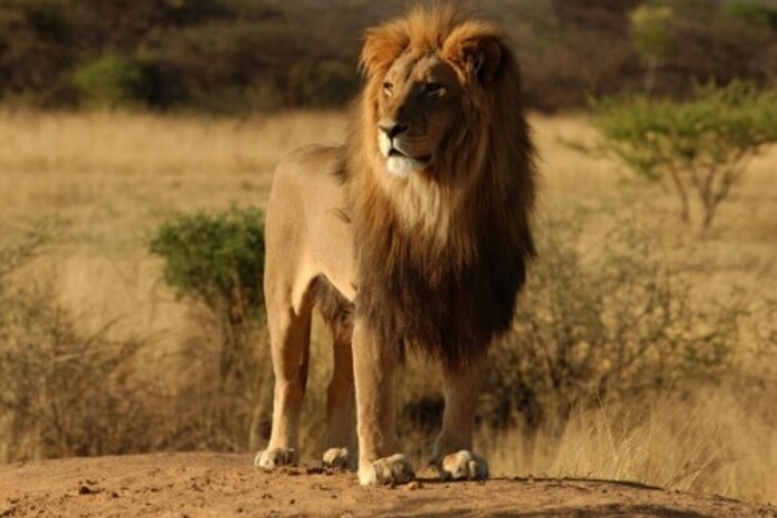 У пащу до лева: росіяни масово скуповують тури до Зімбабве