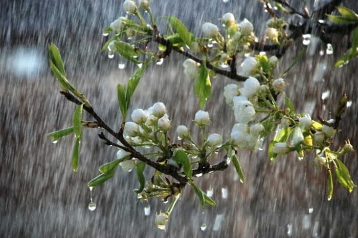 Квітень не поспішає дарувати сонячні промені: прогноз погоди на 2 квітня в Україні