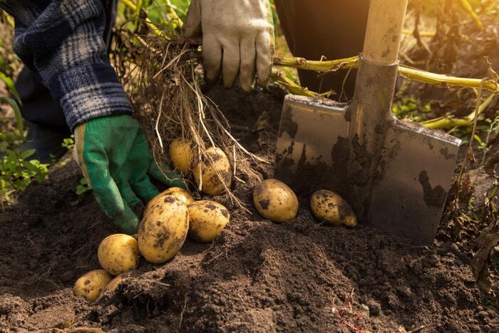 Як саджання картоплі впливає на тривалість житття: вчені дослідили користь фізичної праці