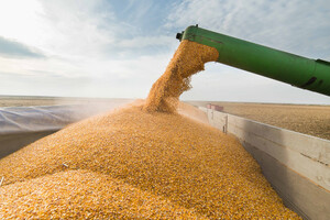 Словакия запрещает переработку и продажу украинского зерна. Названа причина
