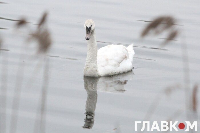 На Великдень на київському озері «Сонячне» оселився лебідь (фото)